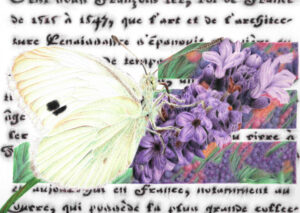 Pale Butterfly Drawing