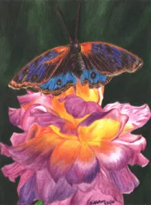 Reference Drawing: Butterfly